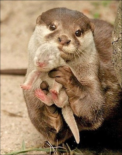 Otterly adorable.