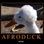 Inspiration poster - afro duck