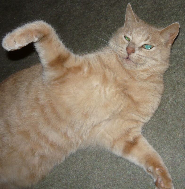 Seymour the wonder cat on hug a ginga day