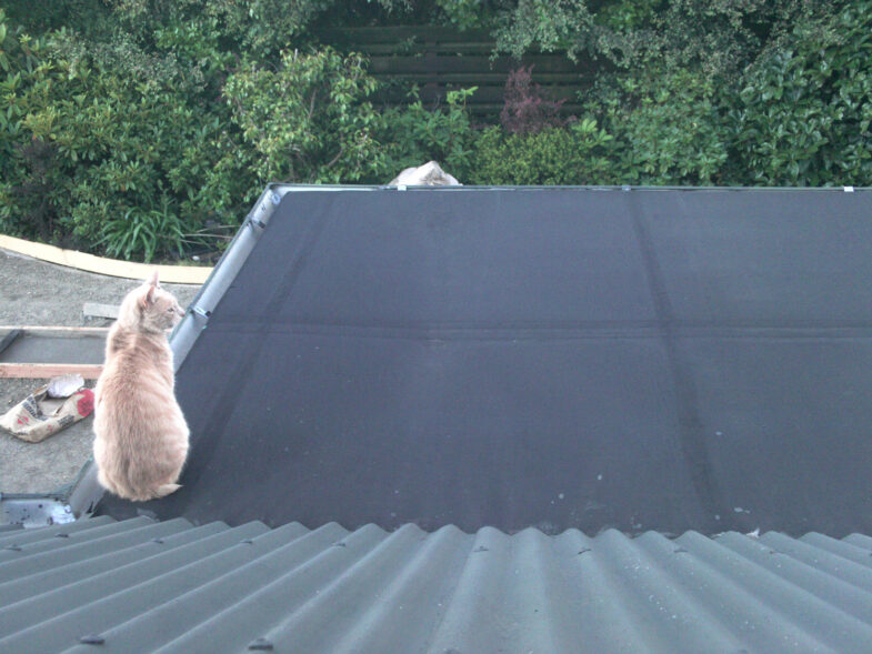 Seymour the cat on the roof