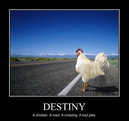 Inspiration poster destiny chicken